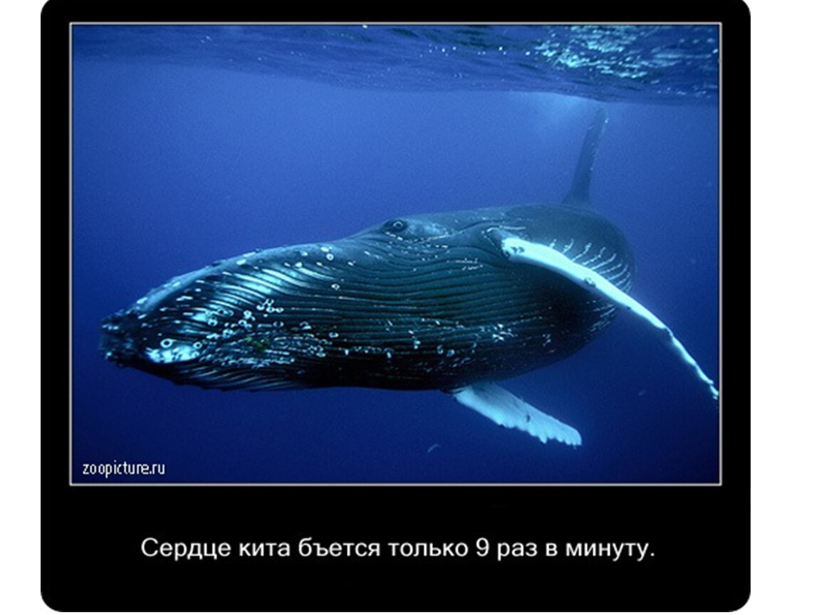 Крупнейших млекопитающих на земле. Голубой кит Balaenoptera musculus. Голубой кит в Антарктиде. Синий голубой кит блювал. Кит фото.