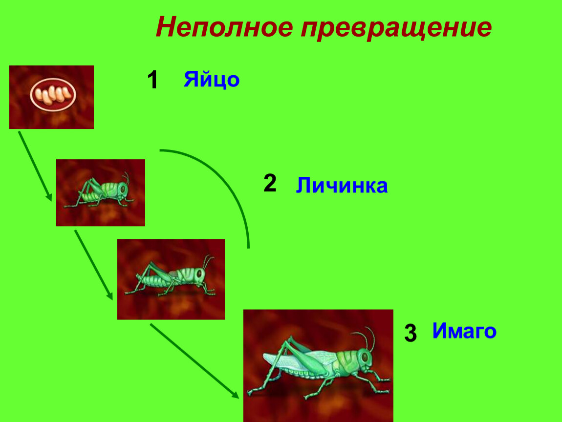 Жук олень неполное превращение. Основные стадии жизненного цикла насекомых с неполным превращением. Полное и неполное превращение. Полный и неполный метаморфоз.