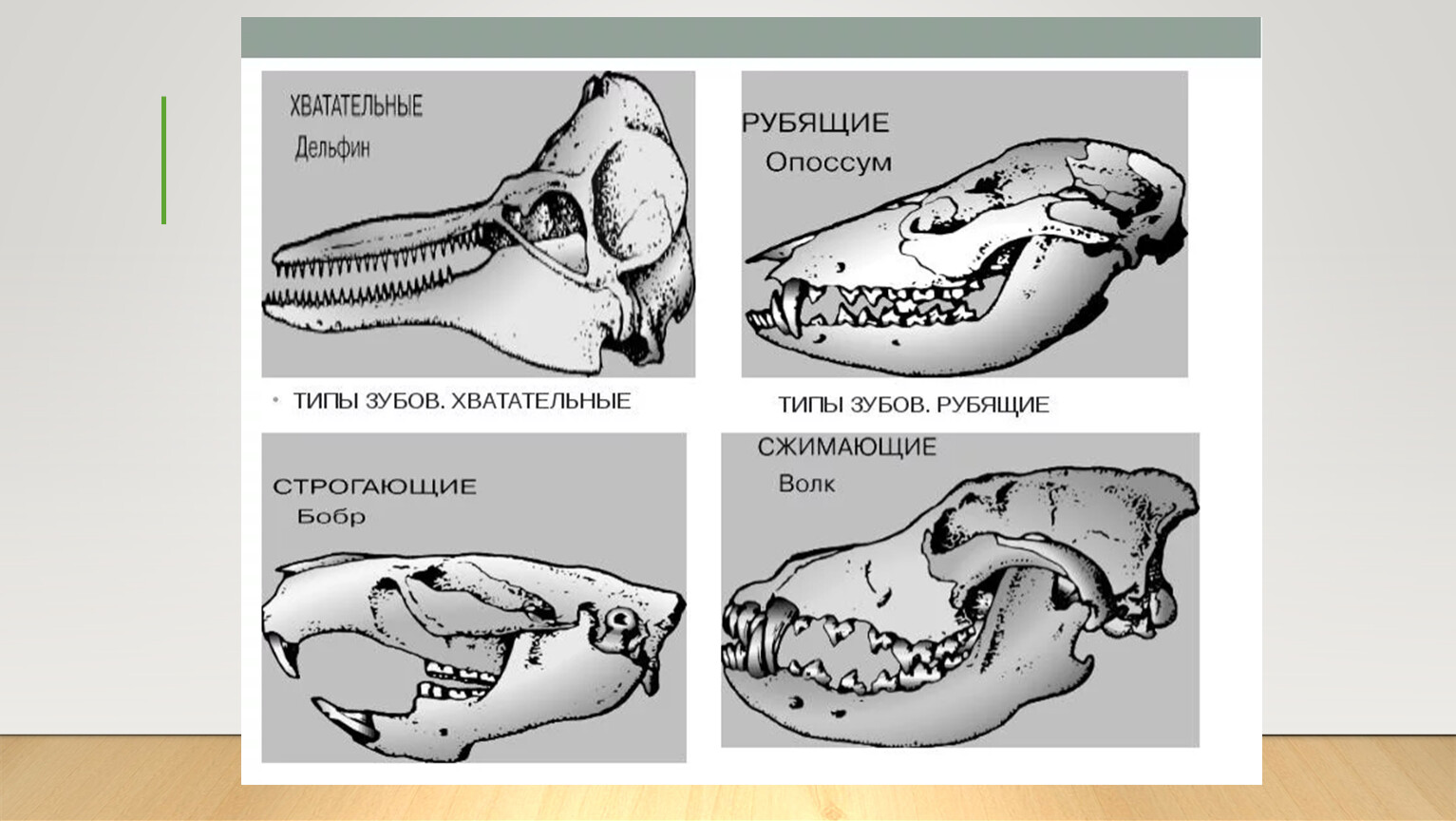 Зубная система млекопитающих анатомия