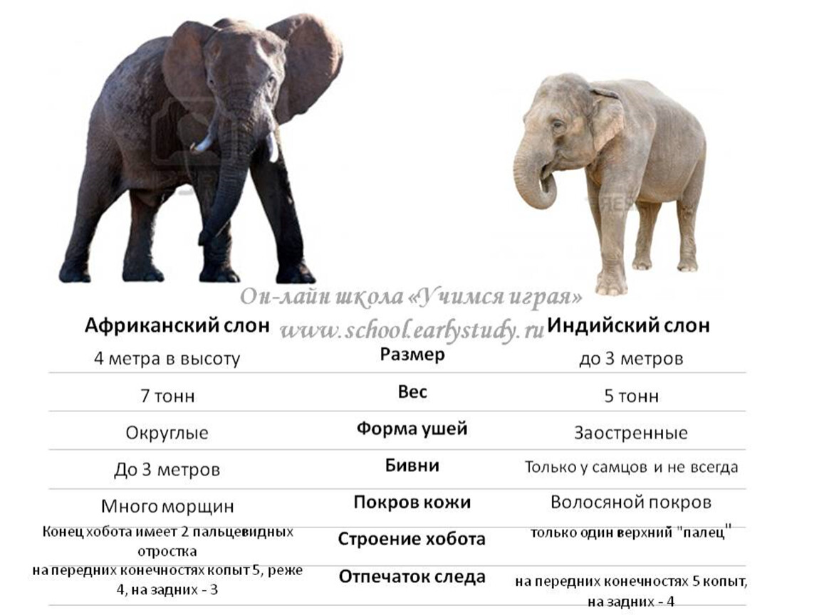 Сколько слонов в мире. Слоны африканские и индийские различие. Африканский и индийский слон различия. Индийские и африканские слоны разница. Индийский или Африканский слон отличия.