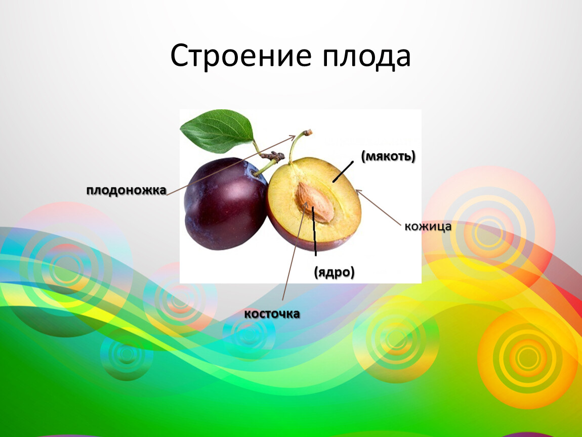 Из околоплодника и семян состоит. Слива строение плода. Строение плода яблока.