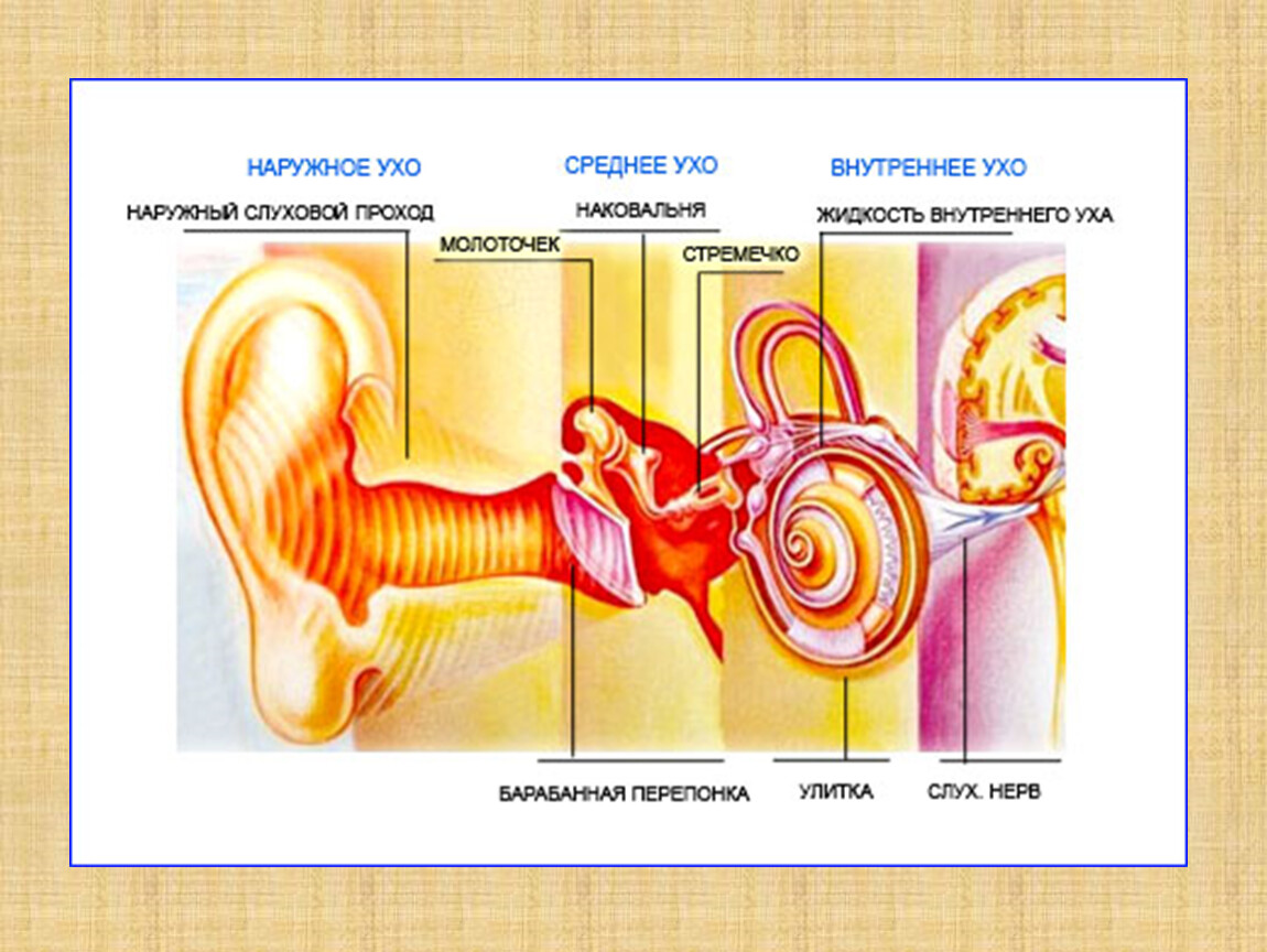 Ухо человека способно улавливать звук с частотой. Кондуктивная тугоухость кохлеарный имплант. Проведение звуковых колебаний в ухе. Передача звуковых колебаний к рецепторам органа слуха. Ослабление слуха.