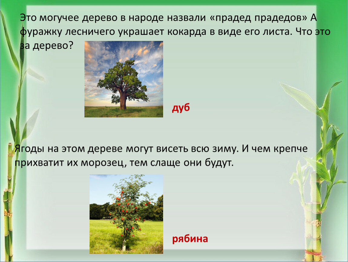 Как в народе называют. Могучее дерево прадед прадедов. Это могучее дерево в народе называют прадед. Какое дерево называют прадедом прадедов. Какое дерево в народе называют прадед прадедов.