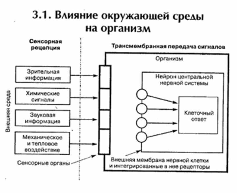 Карта схема психофизиология внимания