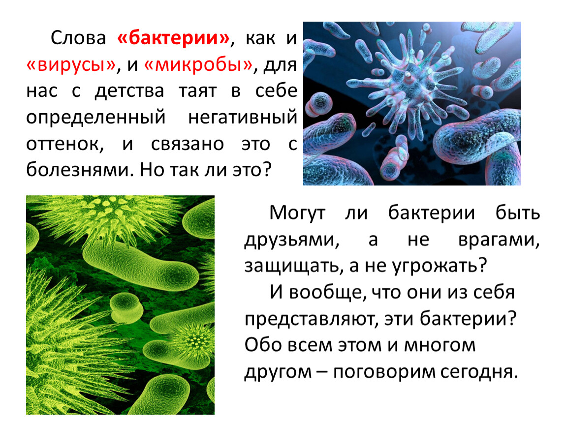 Бактерии отличия от низших