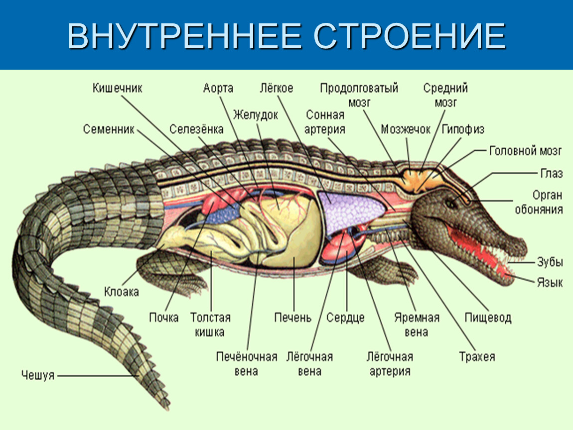Внутреннее строение органов животных. Пищеварительная система крокодила. Систему внутреннего строения пресмыкающихся. Чешуйчатые пресмыкающиеся строение. Нервная система крокодила схема.