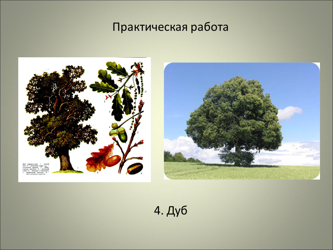 Дуб 4 класс. Дуб. Дуб дерево фото. Дуб и береза. Дерево дуб фото и описание для детей.