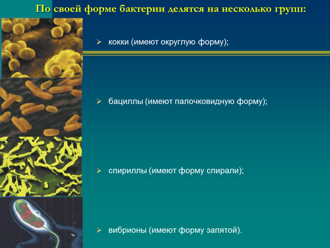 Примеры групп бактерий