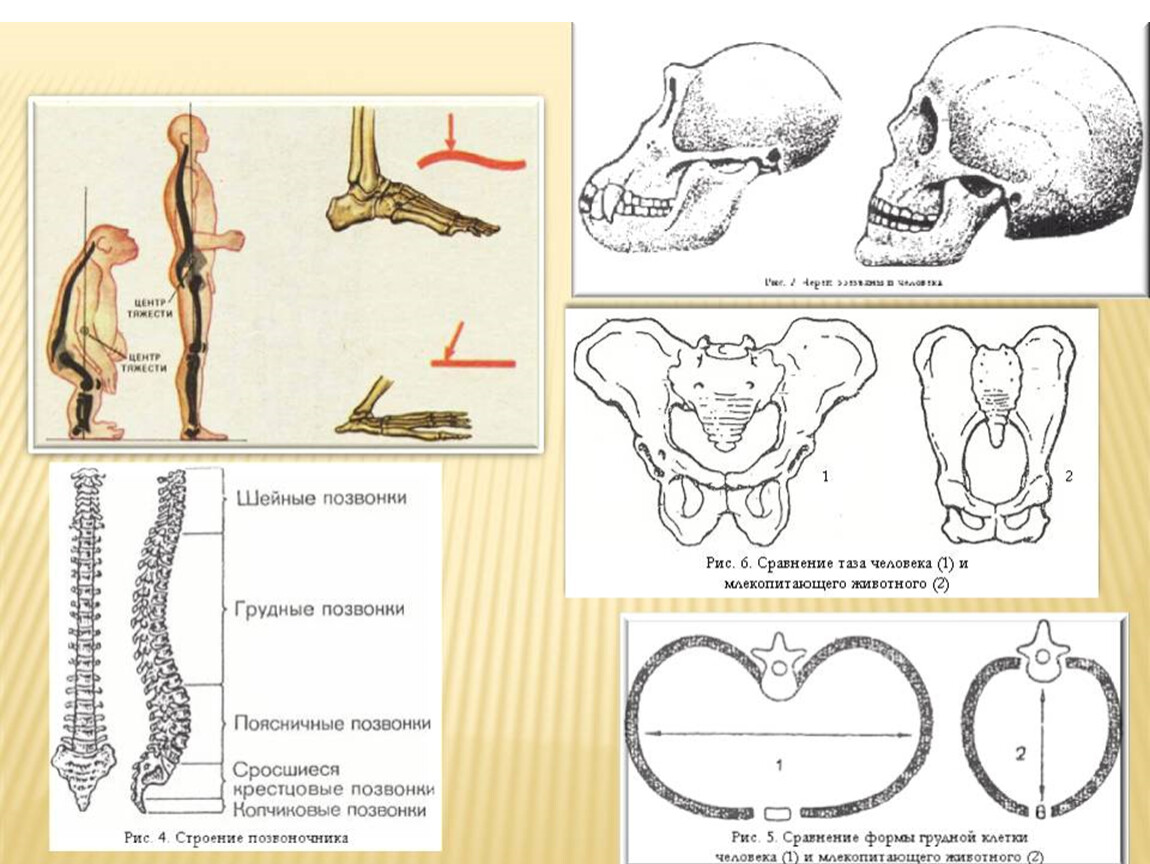 Признаки строения конечностей человека связанные с прямохождением. Приспособления скелета человека к прямохождению. Изменения в скелете человека в связи с прямохождением. Приспособления к прямохождению у человека. Приспособления позвоночника к прямохождению.