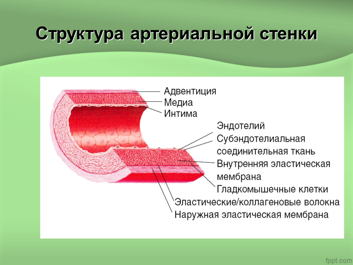 Три слоя артерий. Строение стенки сосуда эндотелий. Строение сосудистой стенки артерий. Эндотелиальная ткань строение. Гистологическое строение эндотелия.