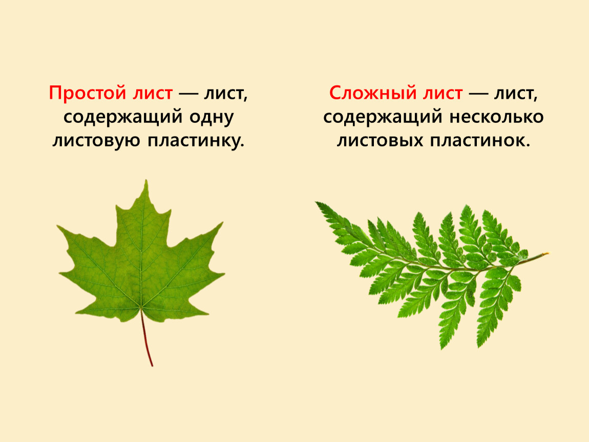 Насколько листья