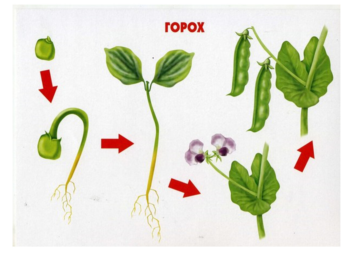 Жизненный цикл овощных растений по маркову. Цикл роста гороха для детей. Этапы роста гороха. Стадии развития растений для дошкольников. Этапы роста растения для дошкольников.