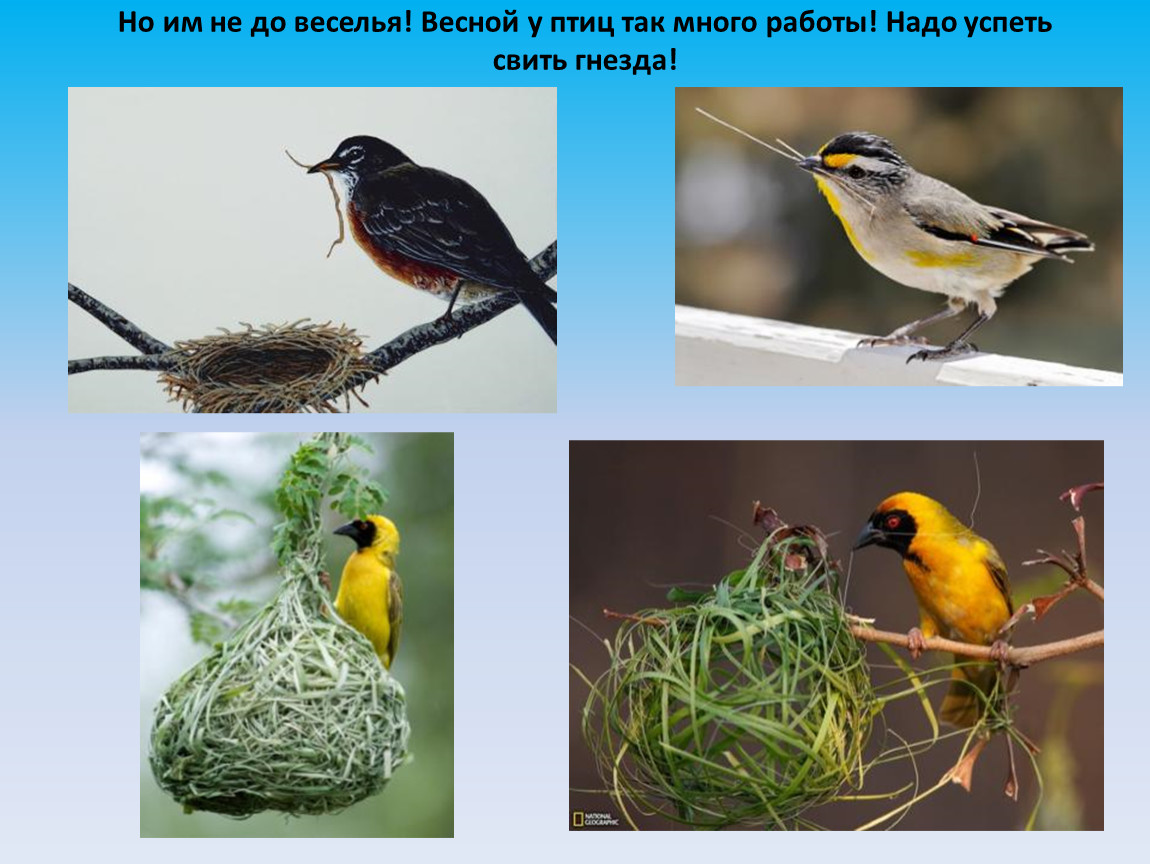Птицы весной 2 класс. Птицы которые гнездятся весной. Чем питаются птицы весной. Перелетные птицы весной. Гнезда перелетных птиц.