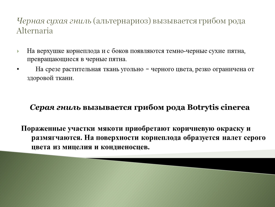 Черная сухая гниль (альтернариоз) вызывается грибом рода