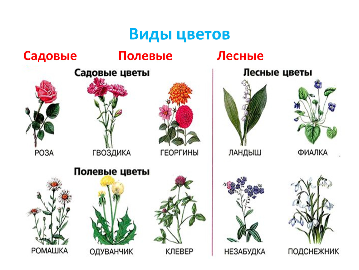 цветы виды и фото