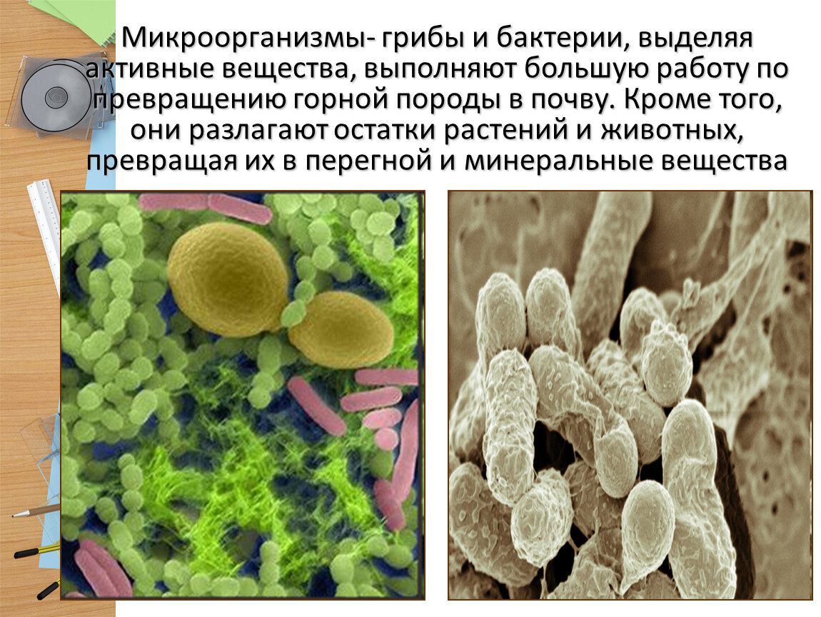 Роль грибов в жизни бактерий. Грибы и бактерии. Грибы микроорганизмы. Грибы и почвенные микроорганизмы. Бактерии растений.