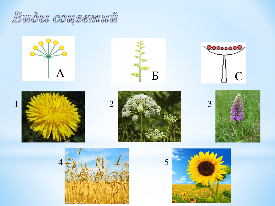 Тест цветок соцветие 6 класс