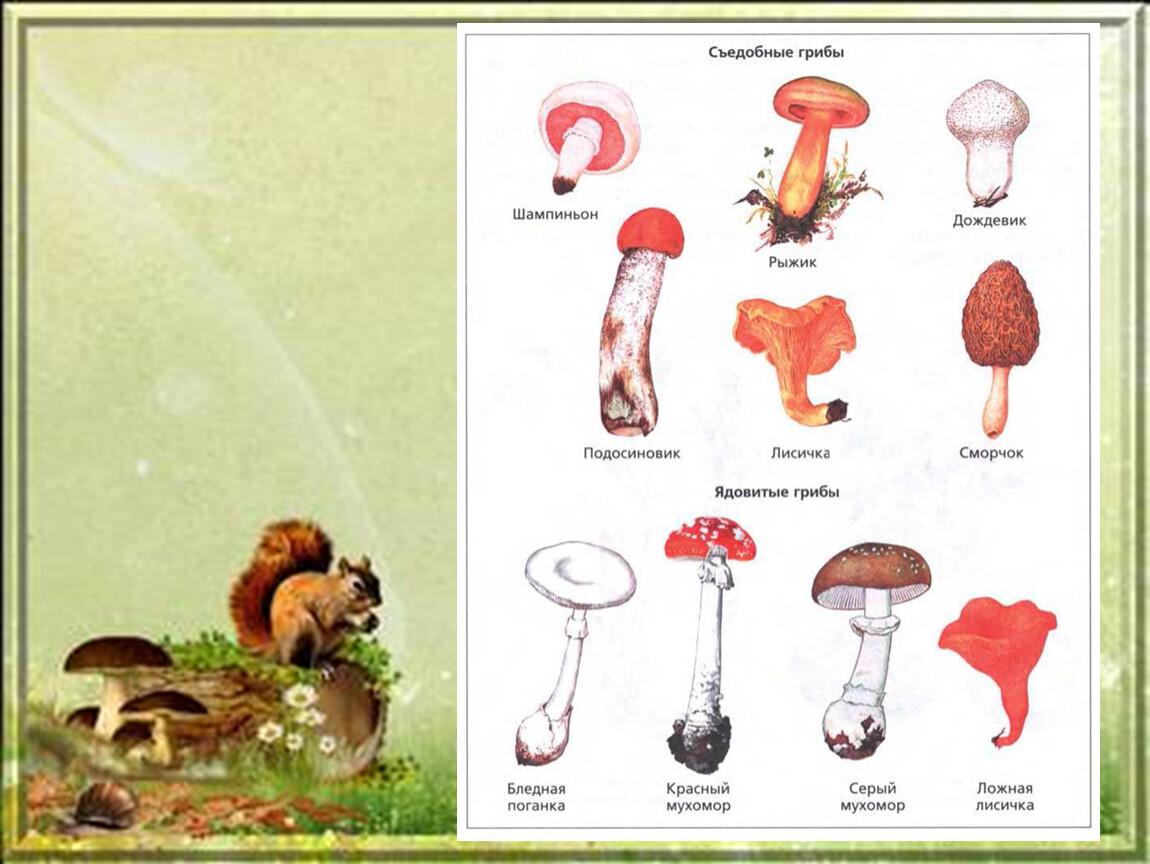 Тест грибы 5 класс биология с ответами. Грибы 5 класс биология. Тема грибы. Многообразие. 5 Класс.. Макет грибочка 5 класса на биологию. Разнообразие грибов 5 класс биология.