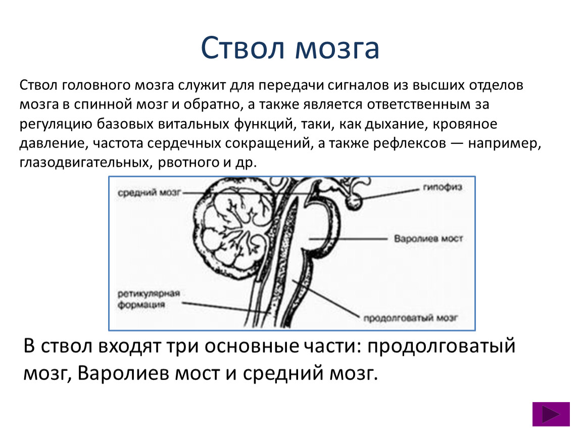 Головной ствол анатомия. Ствол головного мозга структуры и функции. Ствол головного мозга строение и функции анатомия. Особенности строения ствола головного мозга. Структуры составляющие ствол мозга.