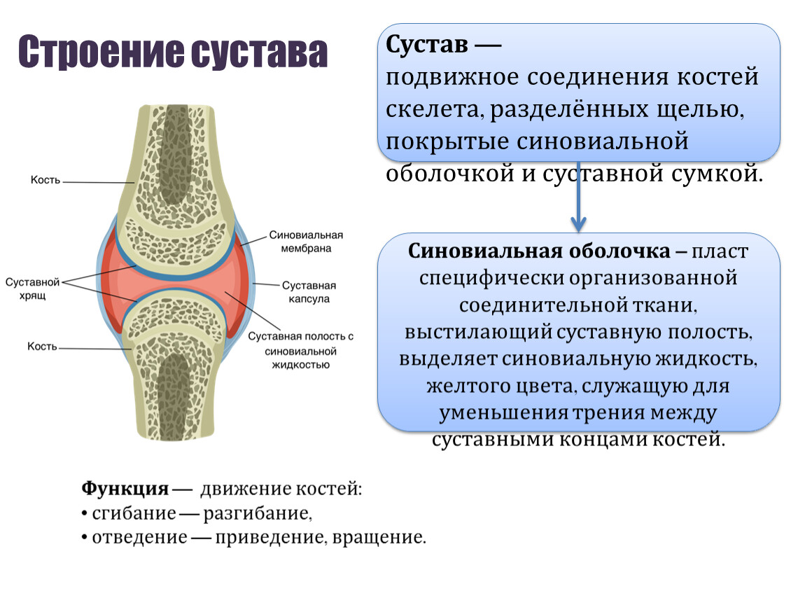 Суставное соединение костей. Строение сустава. Схема строения сустава. Строение сустава человека. Общий план строения сустава.