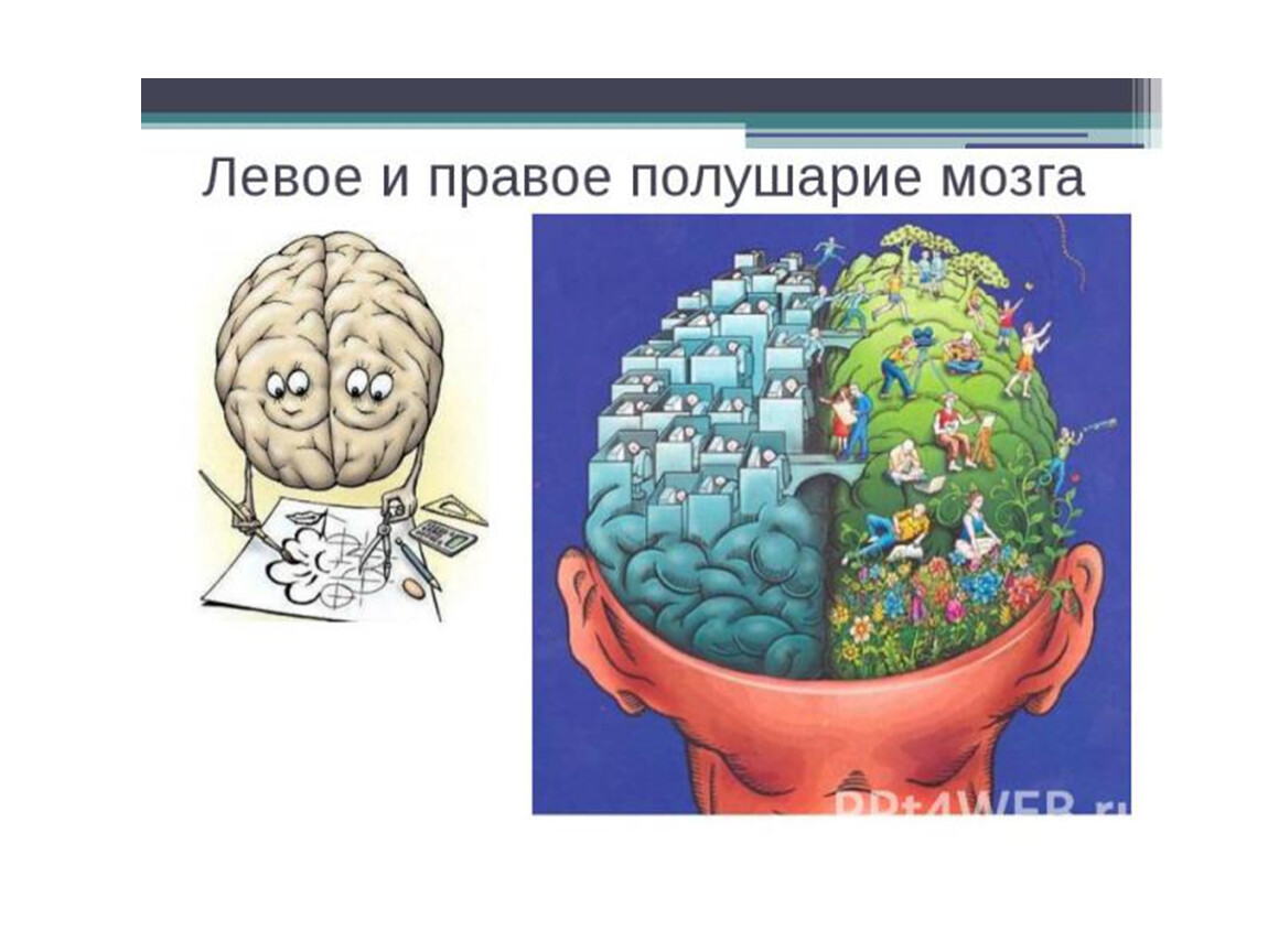 Левая гемисфера мозга