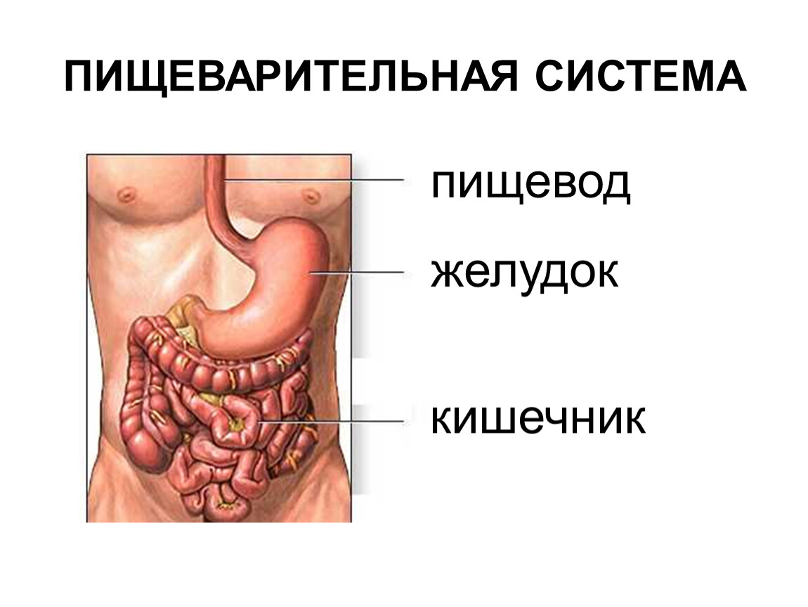 Пищеварительная система пищевод. Схема желудка и кишечника. Пищеварительная система пищевод желудок. Пищевод желудок кишечник.