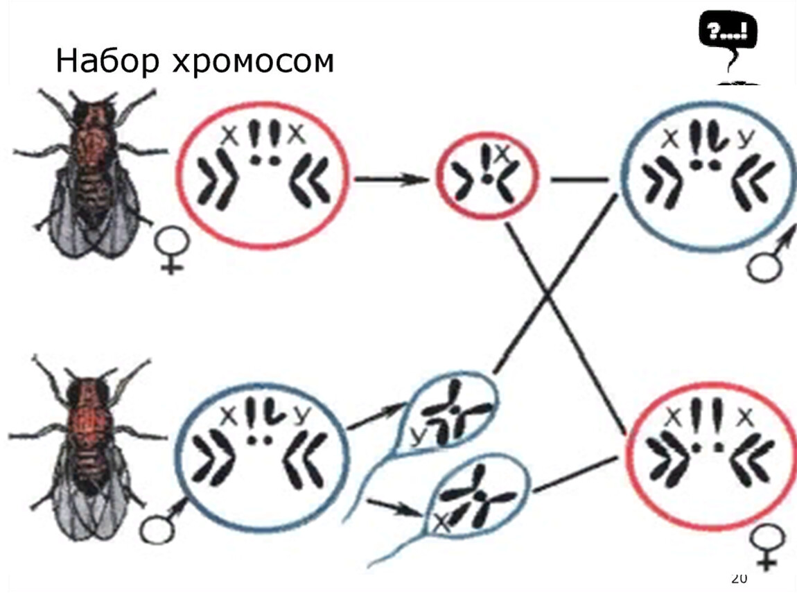 Набор хромосом дрозофилы