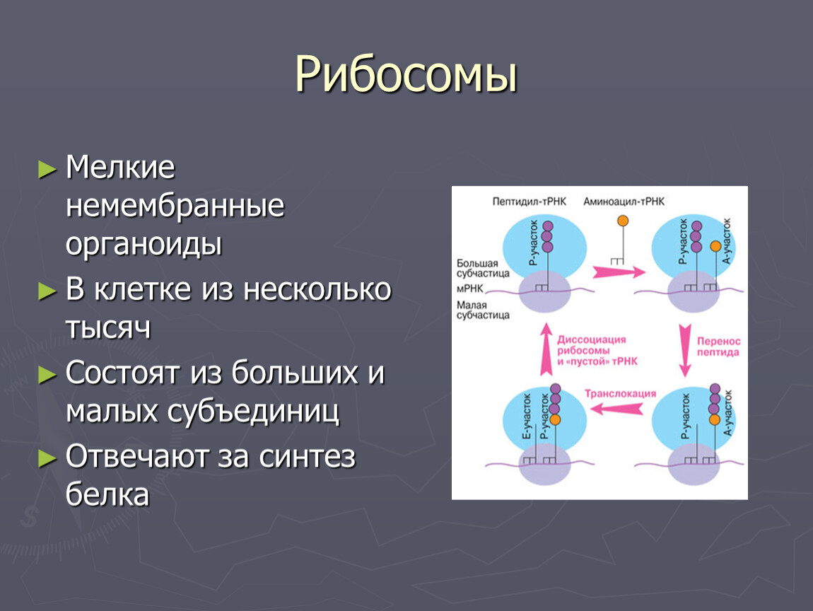 Функция рибосомы в животной клетке. Немембранные органоиды рибосомы функции. Строение рибосомы биология 9 класс. Немембранные органеллы клетки рибосомы строение и функции. Немембранные органоиды клетки рибосомы.