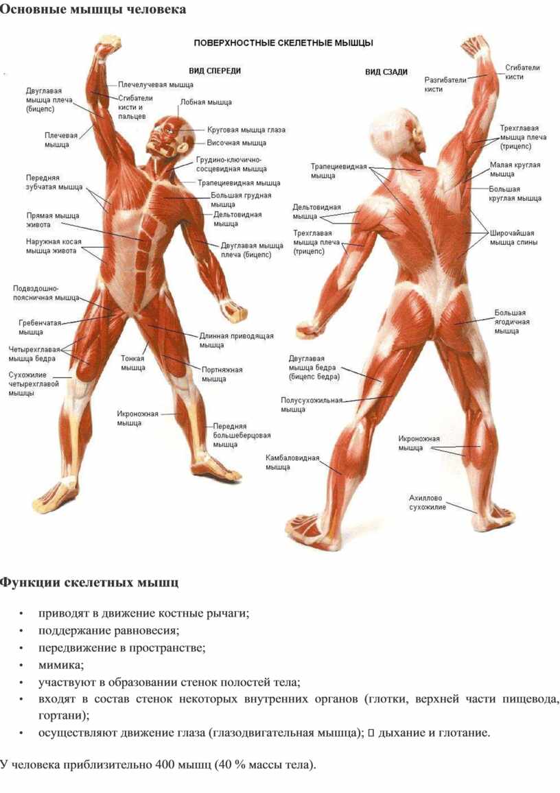 Мышцы работающие при ударе. Мышцы человека. Название основных мышц человека в картинках. Основные мышцы в теле человека. Развивать основный группы мышц.