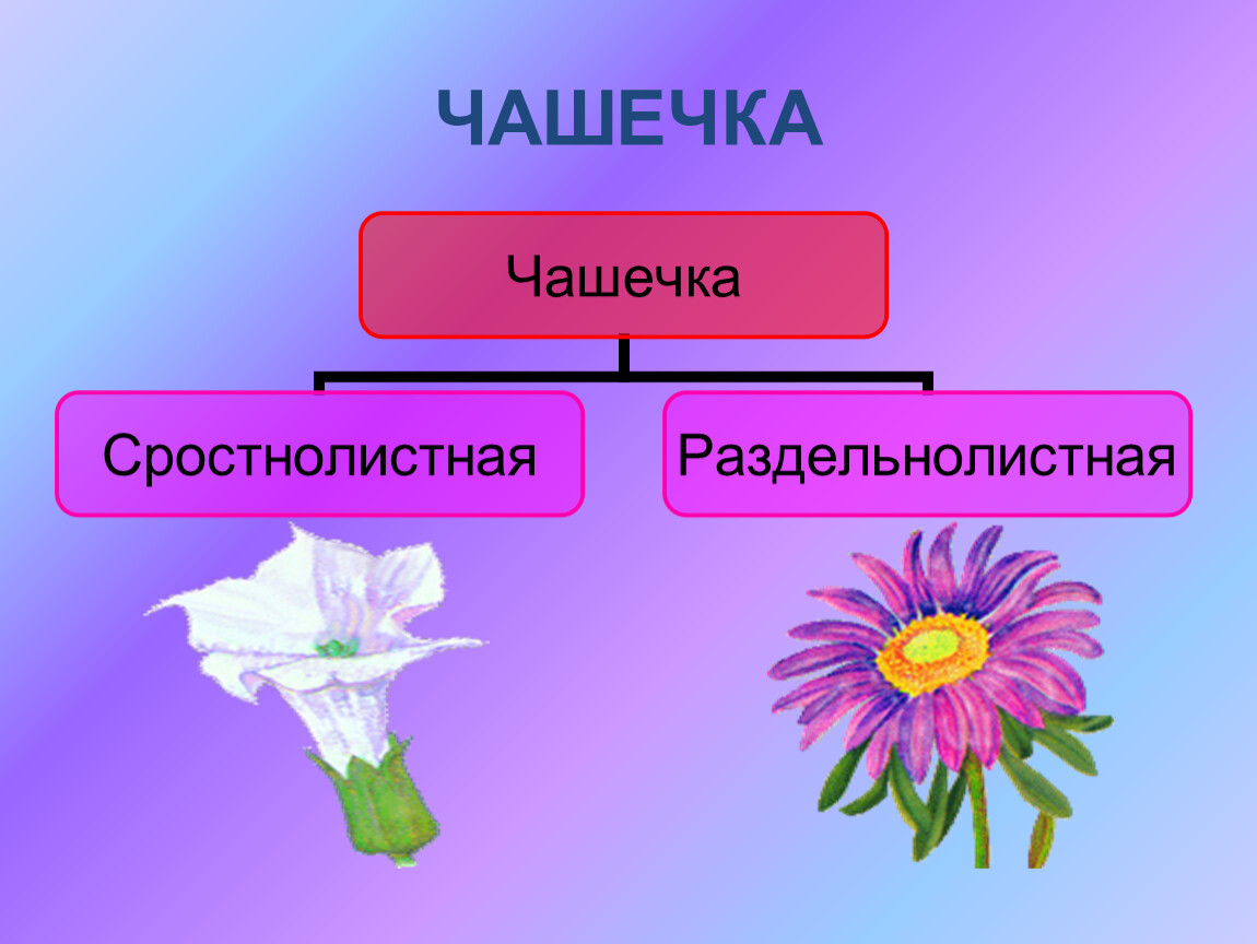 Чашечка цветка. Чашечка раздельнолистная и сростнолистная. Чашечку сростролистная. Цветки со сростнолистной чашечкой. Раздельнолистная чашечка цветка.