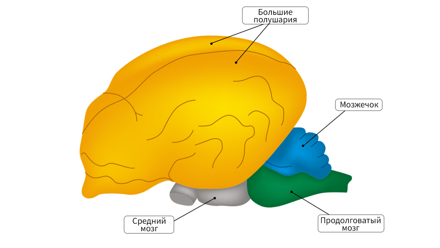 Мозг собаки отделы. Строение головного мозга млекопитающих. Схема строения головного мозга млекопитающих. Отделы головного мозга млекопитающих схема.