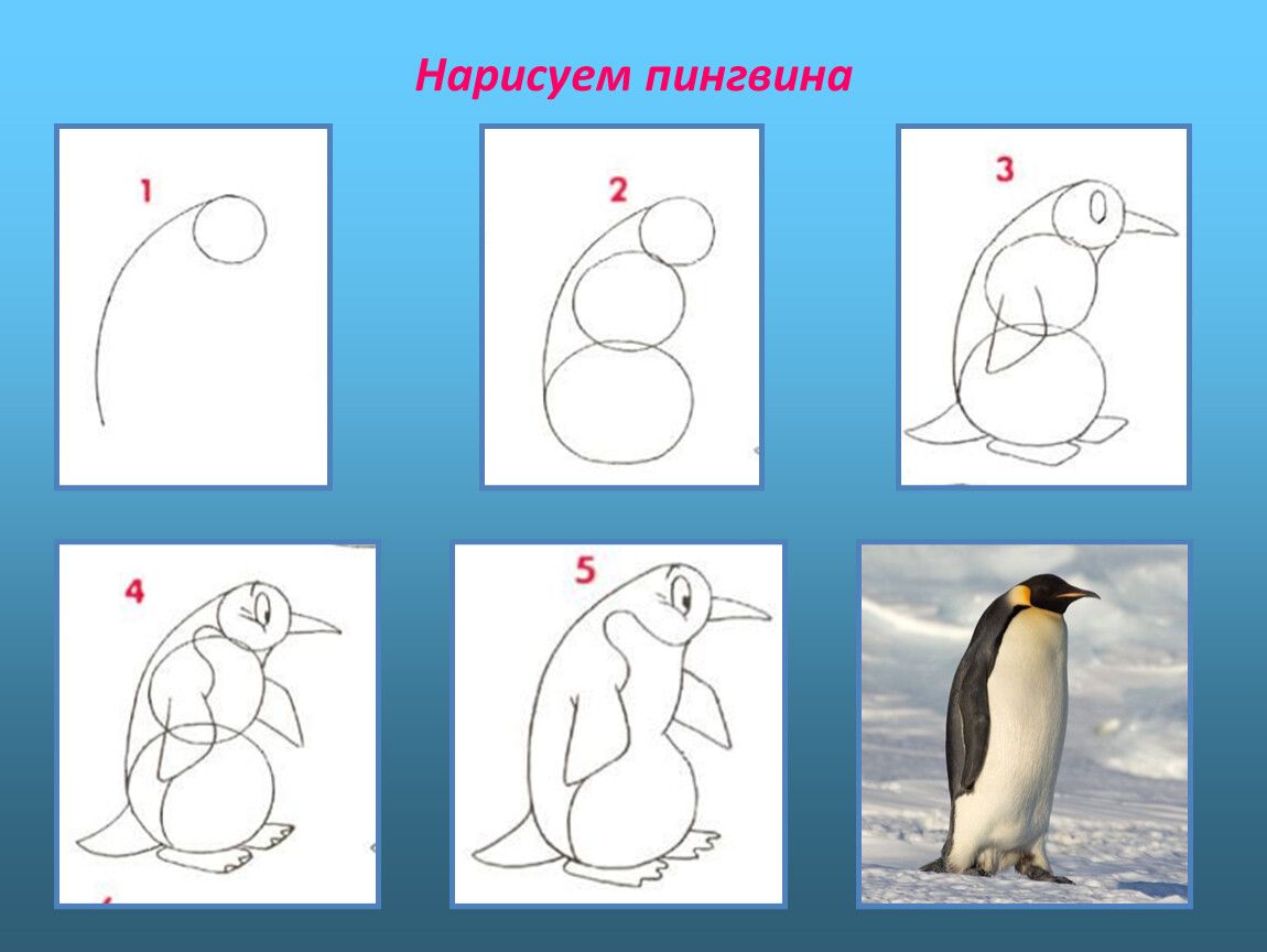 Урок изо 4 класс поэтапное рисование. Урок изо Пингвин. Поэтапное рисование. Как рисовать пингвина поэтапно. Схема рисования пингвина в подготовительной группе.