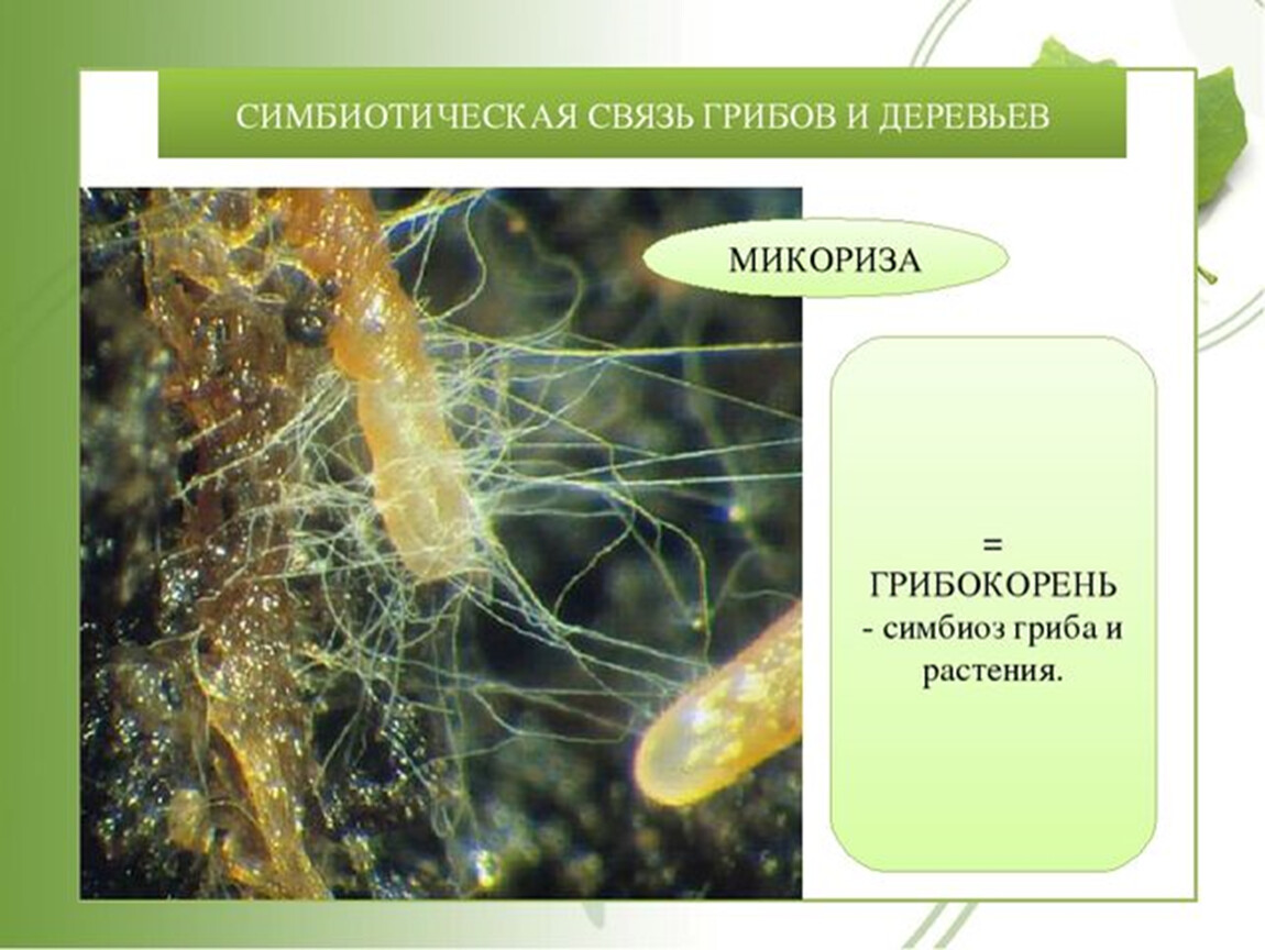 Симбиоз растений. Микориза и симбионты. Симбионты это микориза и грибокорень. Микориза грибокорень. Симбиотическая связь грибов и деревьев.