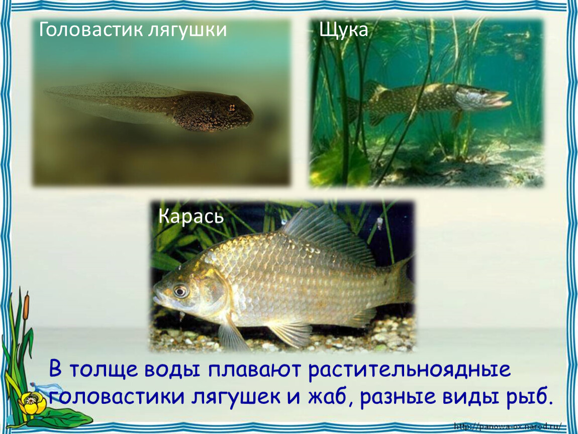 Рыбы живущие в пресной воде