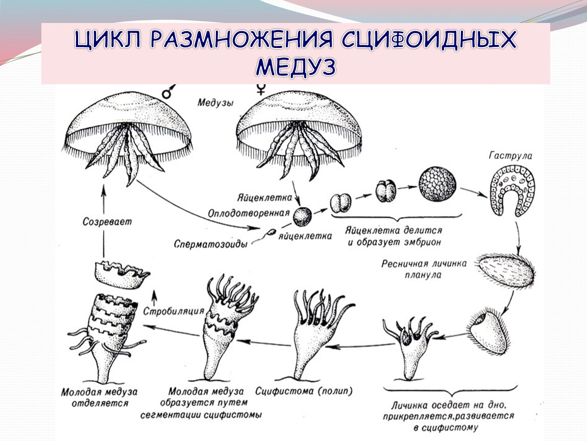 Размножение медузы схема