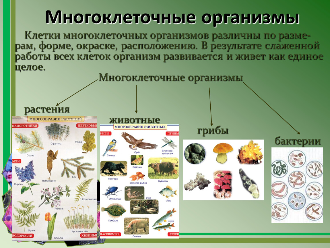 Многоклеточные организмы виды. Строение многоклеточных организмов. Многоклеточные организмы 5 класс. Одноклеточные и многоклеточные. Взаимосвязь частей многоклеточного организма.