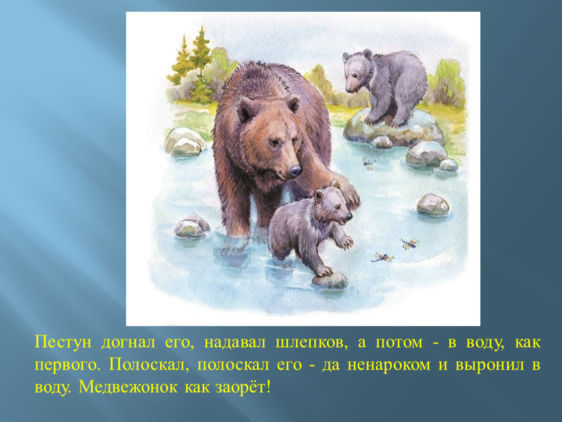 Прочитайте рассмотрите рисунок в реке амур шла кета на берег спустилась медведица