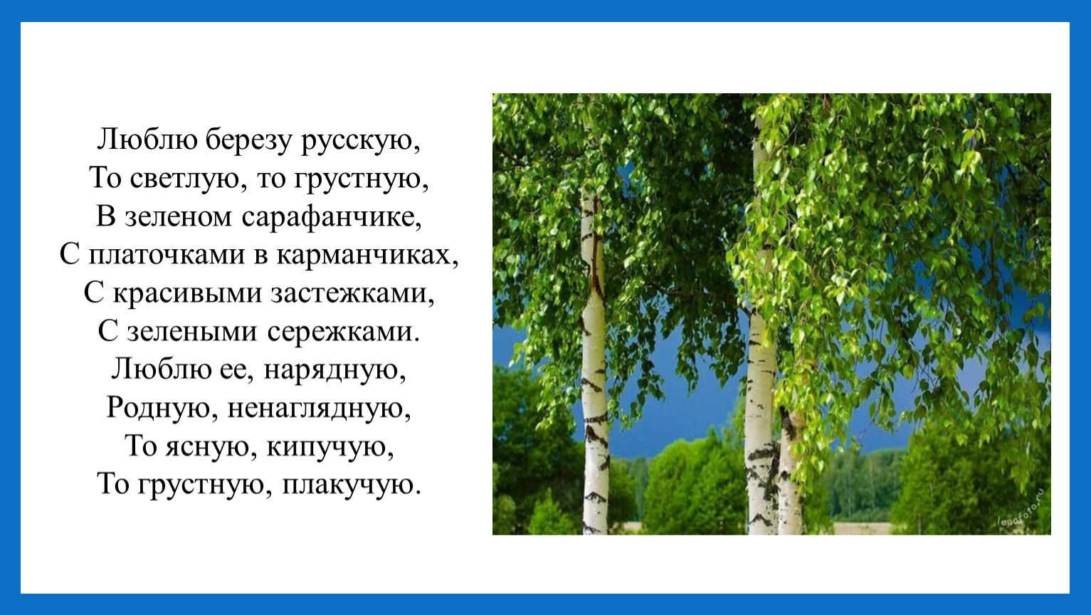 Стихотворение люблю березку русскую. Люблю березку русскую то светлую.