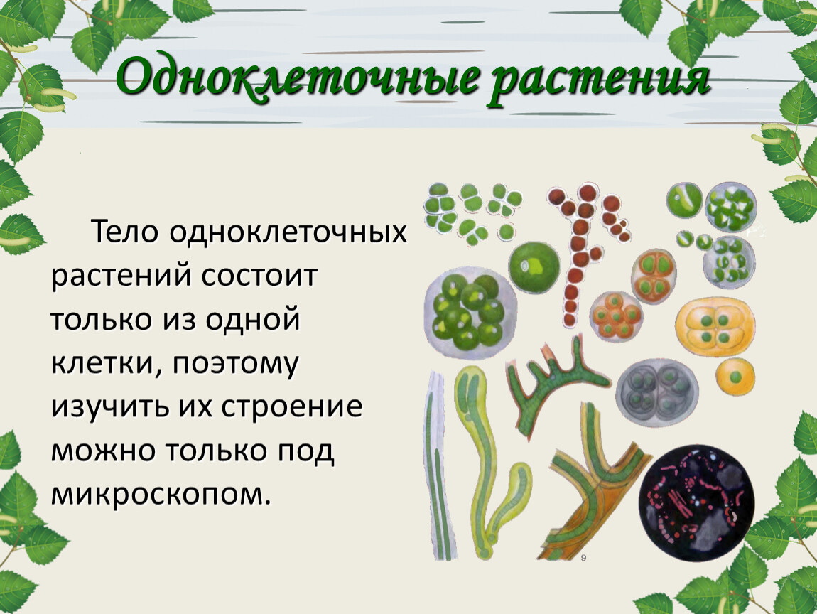 Тело высших растений состоит. Разнообразие растительных клеток. Тело растения. Разнообразие растений одноклеточных и многоклеточных. Многообразие растений 5 класс биология.