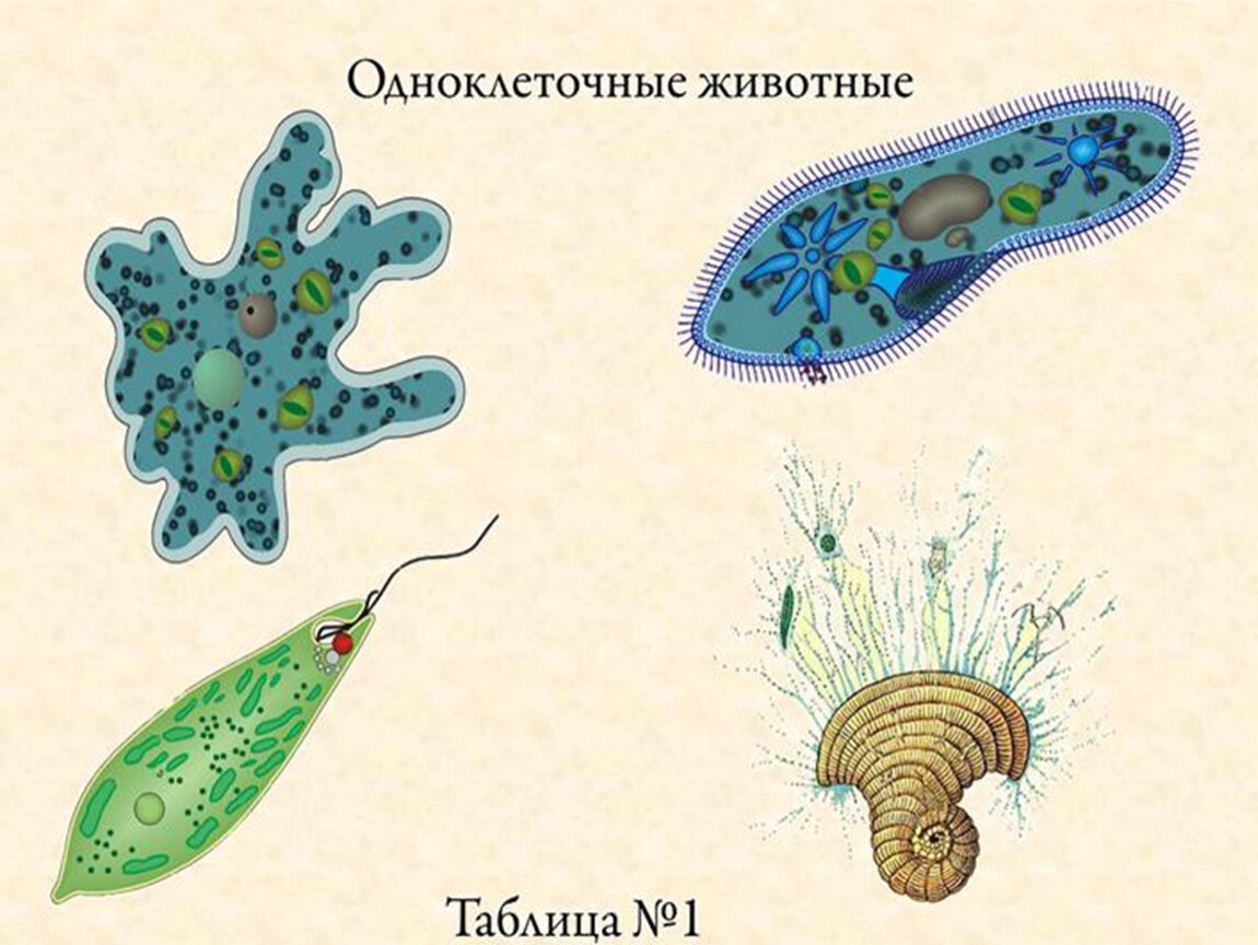 Специальные организмы. Строение одноклеточных царство протисты. Многообразие одноклеточных организмов. Одноклеточные животные 5 класс биология. Одноклеточныживотные:.