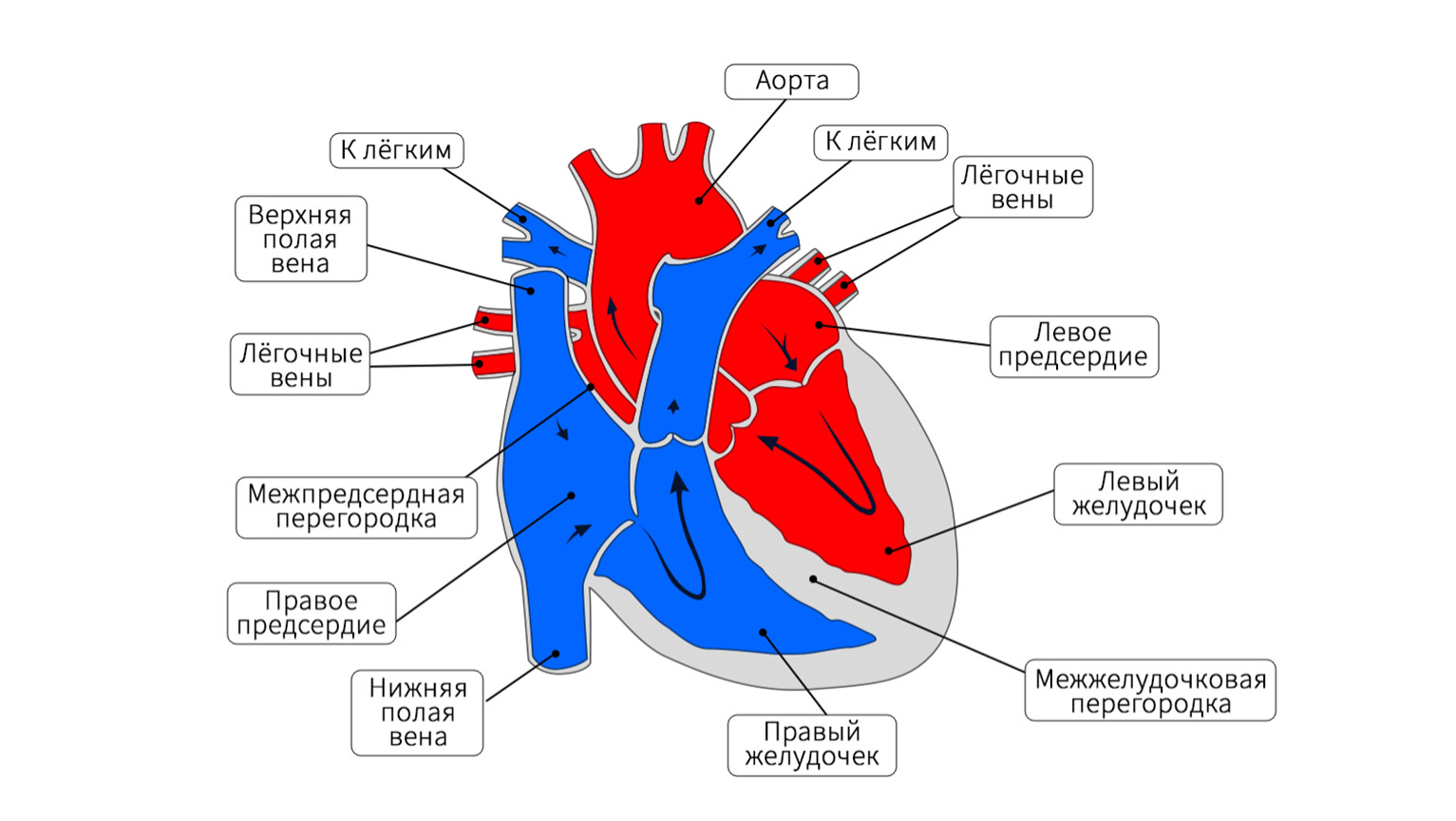 Внутреннее строение сердца рисунок с подписями