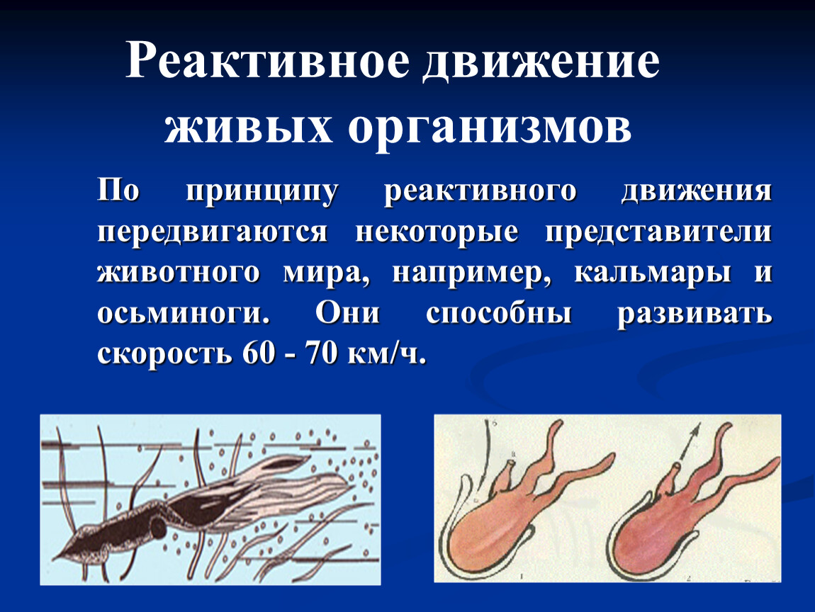 Сообщение реактивное движение. Реактивное движение. Реактивное движение живых организмов. Реактивное передвижение. Реактивное движение в природе.