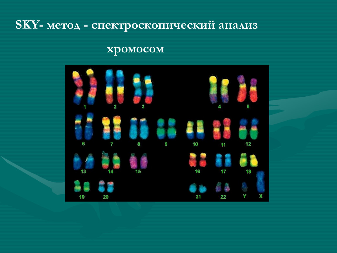 Метод хромосом. Sky - спектроскопический анализ хромосом. Анализ хромосом. Спектральное кариотипирование Sky. Анализ исследования хромосом.