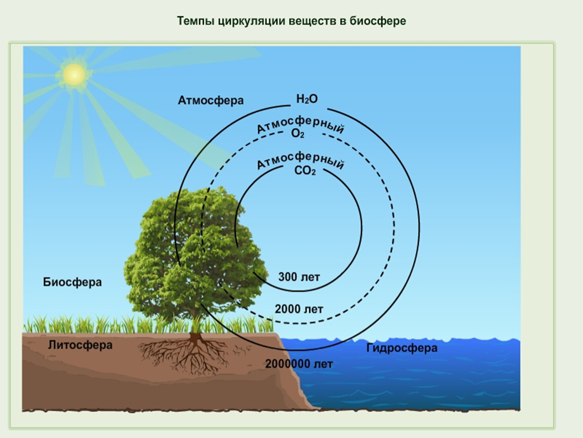Чья биомасса в биосфере больше. Биосфера круговорот веществ в биосфере. Биологический круговорот веществ в биосфере. Круговорот в биосфере. Схема круговорота земли.