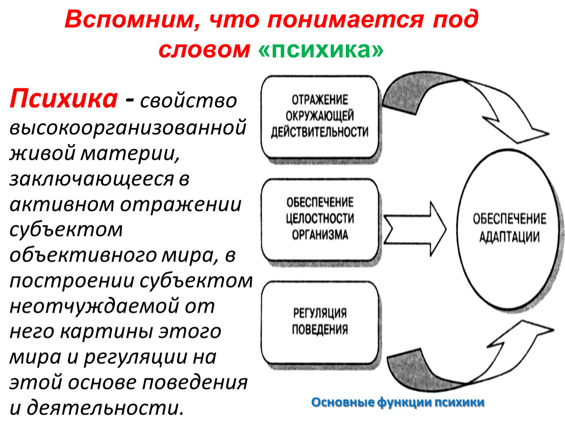 Мозг психика и поведение человека. Психика и поведение человека. Психика это в психологии. Взаимосвязь психики и поведения. Мозг и психика в психологии.