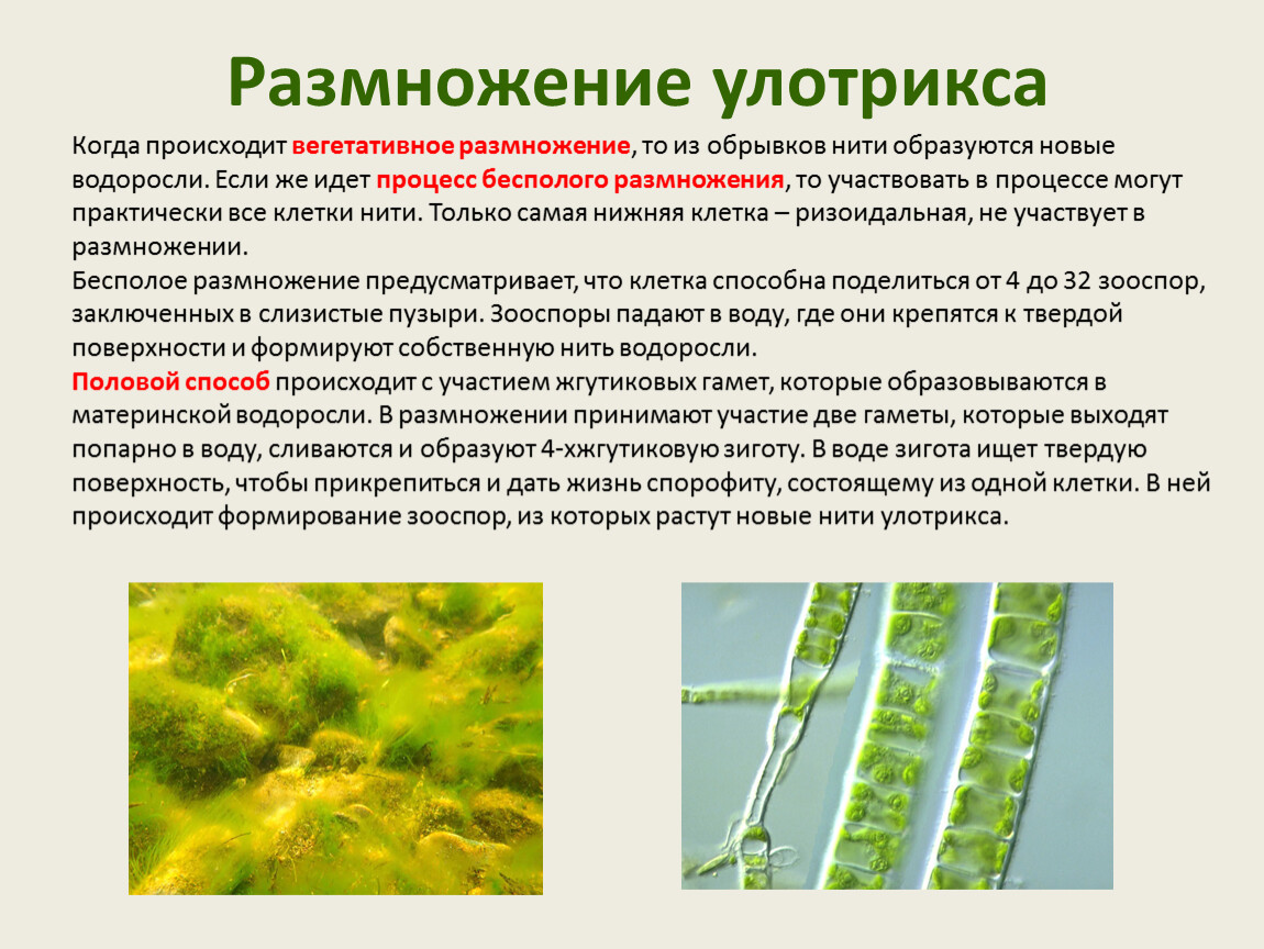 Способ размножение водоросль улотрикс. Размножение водоросли улотрикса. Размножение размножение улотрикса. Улотрикс половое размножение. Многоклеточные зеленые водоросли улотрикс.