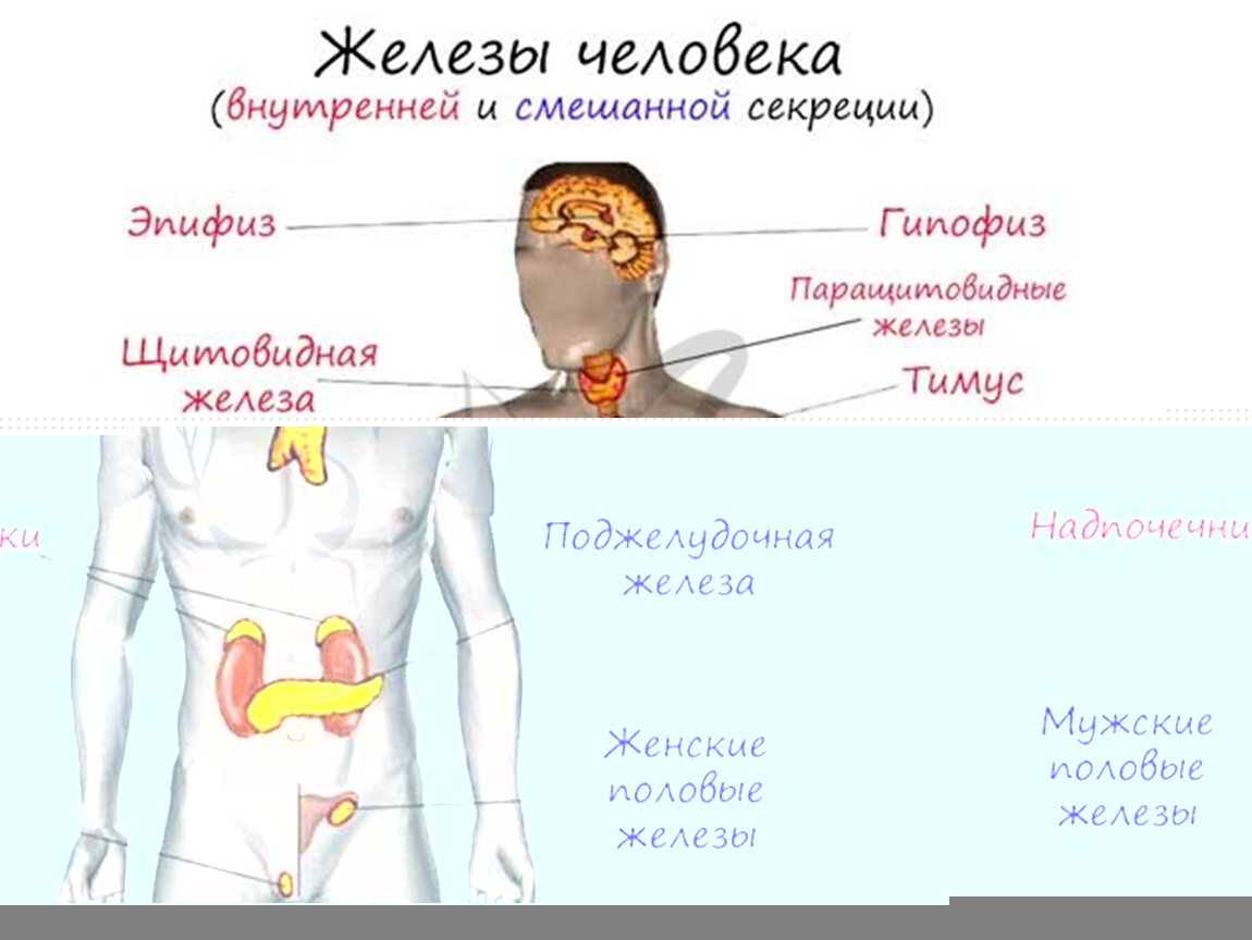 Сколько железы в человеке