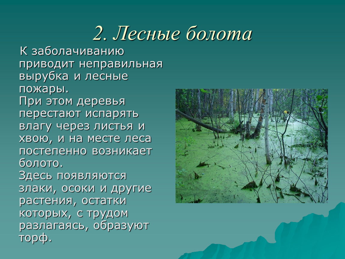 Болото и здоровье. Доклад про болото. Презентация на тему болото. Болота доклад. Презентация о болоте.