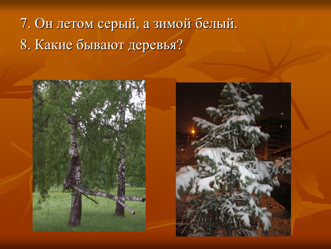 Бывает зимняя бывает летняя. Какие бывают деревья зимой. Зимой белый летом серый. Какие деревья бывают зимой в городе. Летом зеленый а зимой голенький.