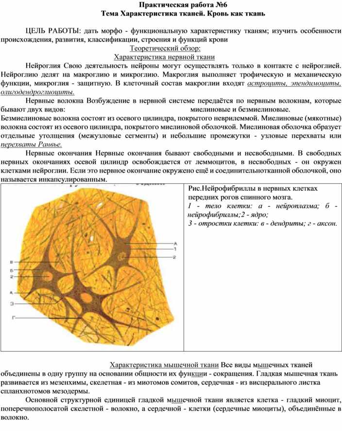 Анатомия практические работы